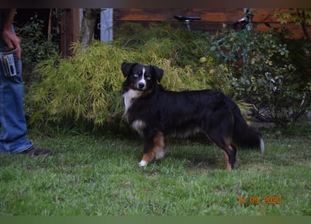 Traumhafte Mini Aussie Welpen,alle Farben, aus seriös. Zucht!