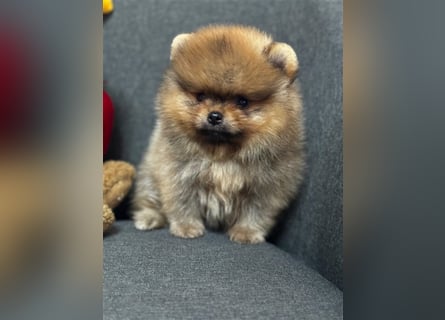 Pomeranian Boo Zwergspitz