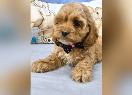 Schöne Cockapoo-Welpen