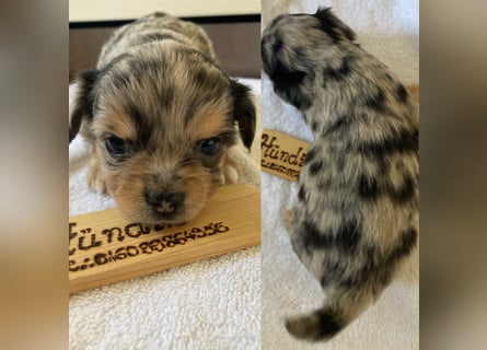 Chihuahua Welpen ab 22.08 abzugeben