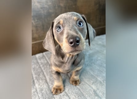 Zwerg Dackel Welpen in besonderen Farben (blue / choco / Harlekin) suchen tolles Zuhause