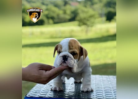 Englischen Bulldogge