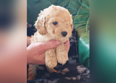 Wunderschöne Maltipoo Welpen