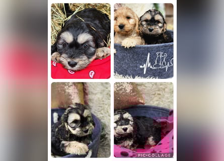Cockapoo Welpen Englisch Cockerspaniel x Pudel