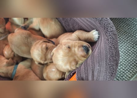 Golden Retriever Welpen