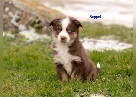 Zuckersüße Australian Shepherd Welpen ASCA