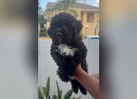 Lagotto Romagnolo Welpen reinrassige