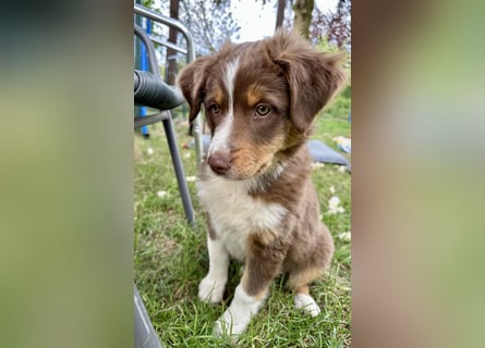 Australian Shepherd Welpen braun/redtri (Minimix/Reinrassig)+ Gesundheitszeugnis