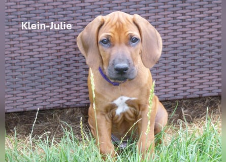 Rhodesian Ridgeback Welpen aus toller Verpaarung