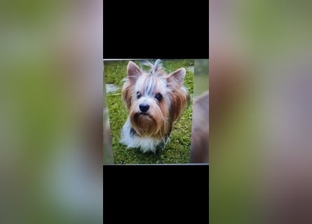 Kleiner Biewer Yorkshire Terrier Welpe a la Pom Pon tricolor / reinrassig / selten Rüde
