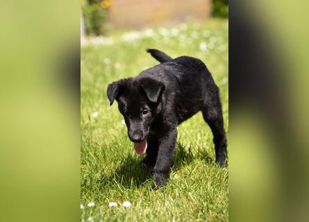 Süße Border Collie -Mudi mix Welpen
