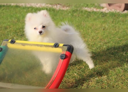 Zwergspitz Pomeranian "Vanilla" Hündin 4 Monate kann ins neue Heim ziehen
