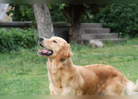 Golden Retriever Welpen vom Thüringer Wald