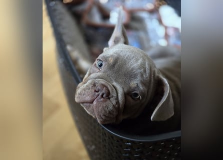 Französische Bulldoggen Welpen
