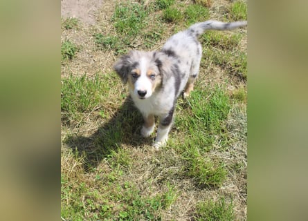 Super schöne Miniature Australian Shepherd Schmusebärchen aus liebevoller Hausaufzucht .