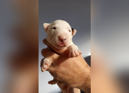 Miniatur Bullterrrier Welpe Hündin