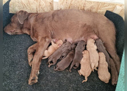 Wunderschöne Labradorwelpen in liebevolle Hände abzugeben. 