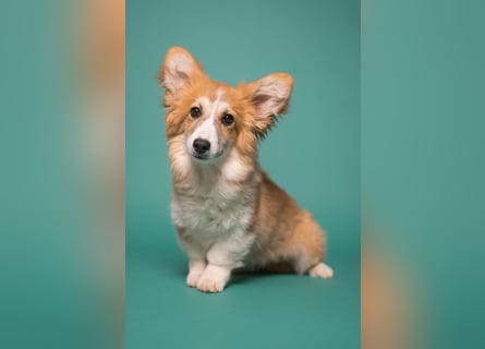 FLUFFY Welsh Corgi Pembroke HÜNDIN