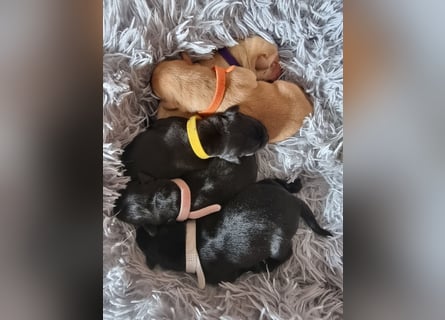 Edle Labrador Welpen (Schwarz/Foxred/Creme) mit Ahnentafel, Nachkommen von Champions