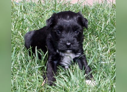 Kirsei-Kra Tibet Terrier Welpen ( VDH / ILT )