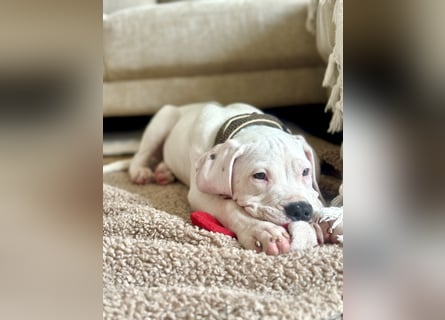 NEUE Welpen sind da.. die reinrassigen Dogo Argentinos mit Ahnenpass