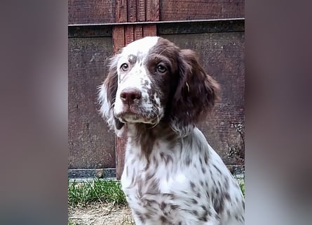 English setter Rüde