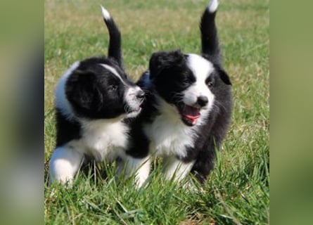 Australian Shepherd Welpe (reinrassig)