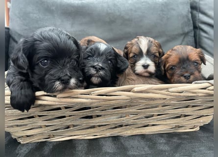 Shih Tzu - Pudelmischlingswelpen abzugeben