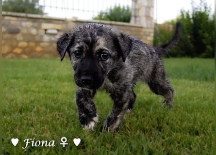 Fiona und Fineas suchen ab Anfang August ein Zuhause