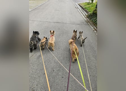 Lustige Kobolde / Cairn Terrier suchen ein Zuhause
