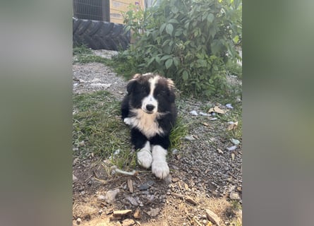 Yellow und Blue - zwei zuckersüße Aussie Zwerge 