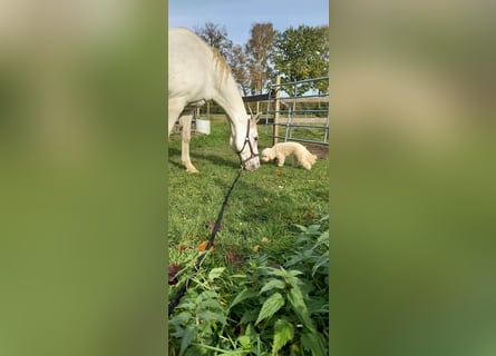 Zwergpudel Welpen im Juni abzugeben