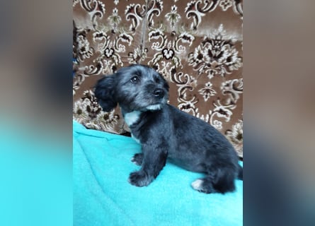 Chihuahua Welpen verkaufen