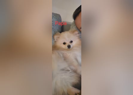 Pomeranian Spitz