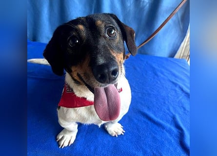 (R) ❤️ zauberhafter kleiner KARLI - 2,5 Jahre, 28cm/9kg - Jack Russell-Dackel-Mischling