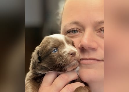Tolle kleine Mini Australian Shepherd Welpen suchen Ihre Herzenfank