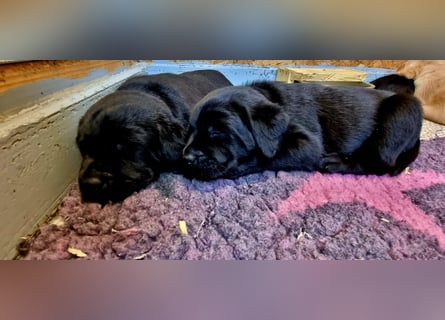 Labrador Welpen mit Ahnentafel, abzugeben ab Mitte /Ende Mai