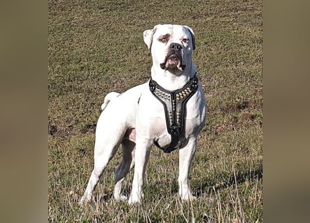 American Bulldog Welpen aus Hybrid/Standard Verpaarung ab Mitte Juni abzugeben, www.cocodin-bulls.de