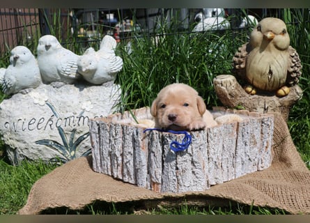Labrador Welpen mit Ahnenpass