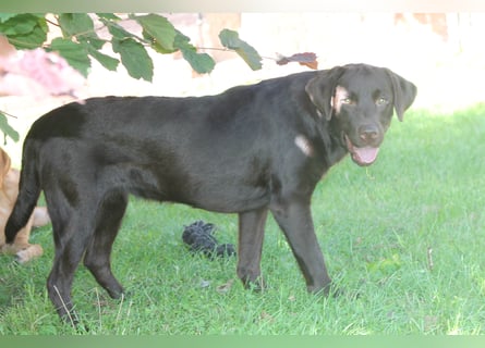 Labrador Welpen