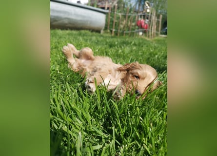 Traumhafte American Cockapoo
