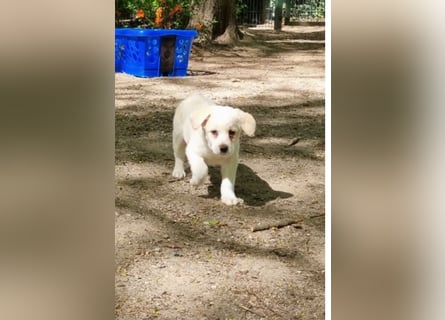 Labrador-Mischlingswelpe sucht liebevolles Zuhause