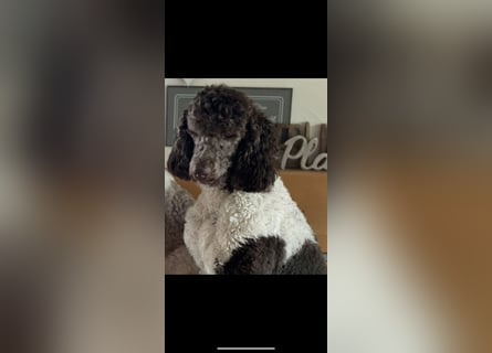Labradoodle F1 Schokobraun