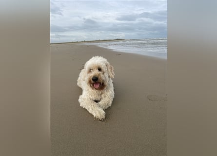 Goldendoodle Rüde