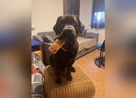 Therapie Hund Eignung 14 Monate Labrador Rüde Mega lieb