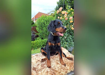 Gordon Setter Mädchen Sheila und Scarlett suchen nette Kuschelpartner