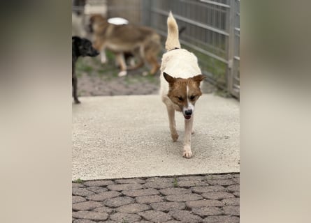 Adel – für Menschen, die lieber einen Hund richtig lieben als zwei halb“
