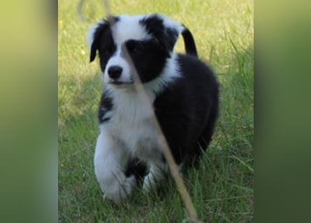 Australian Shepherd Welpe (reinrassig)
