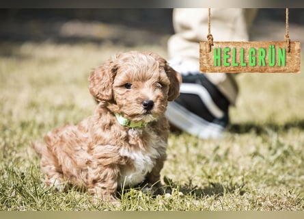 5 Wunderschöne Maltipoo-Welpen suchen ein neues, liebevolles Zuhause!