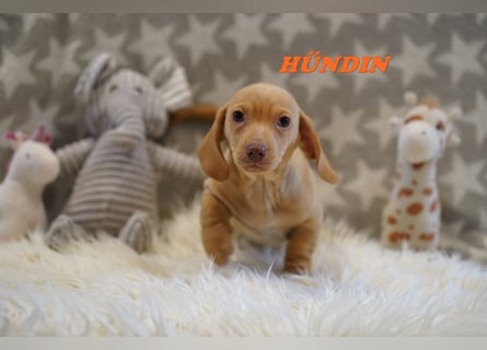 Wunderschöne Reinrassige Zwergdackel Babys